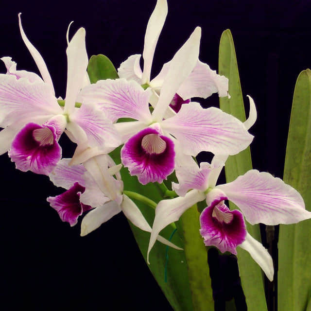 Laelia purpurata