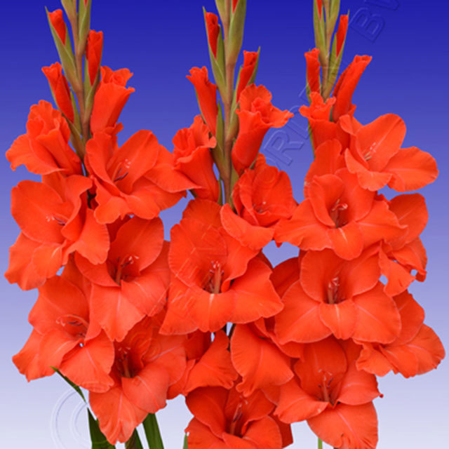 Gladiolus Victor Bourgh