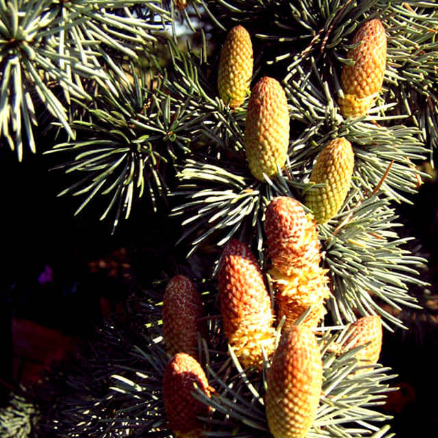 Cedrus atlantica