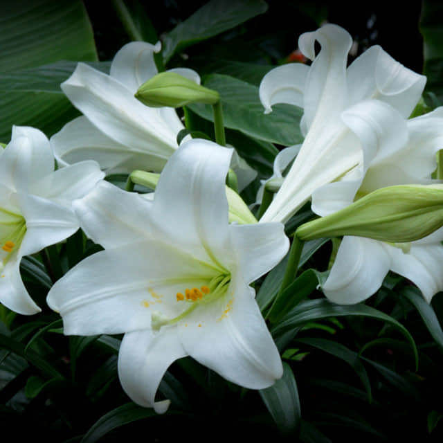 Lilium longiflorum Yellow Leaves