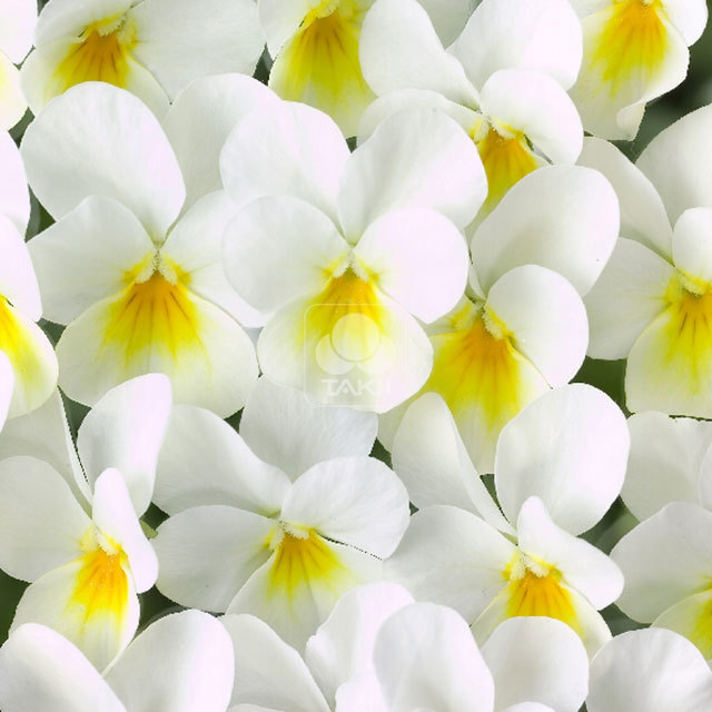 Viola Cornuta Four Seasons White Yellow Eye White Cottony Spots