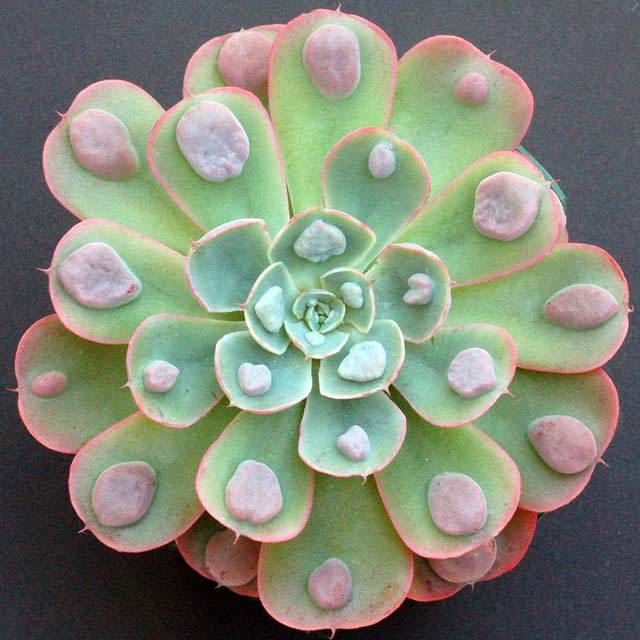 Echeveria Raindrops Yellow Leaves