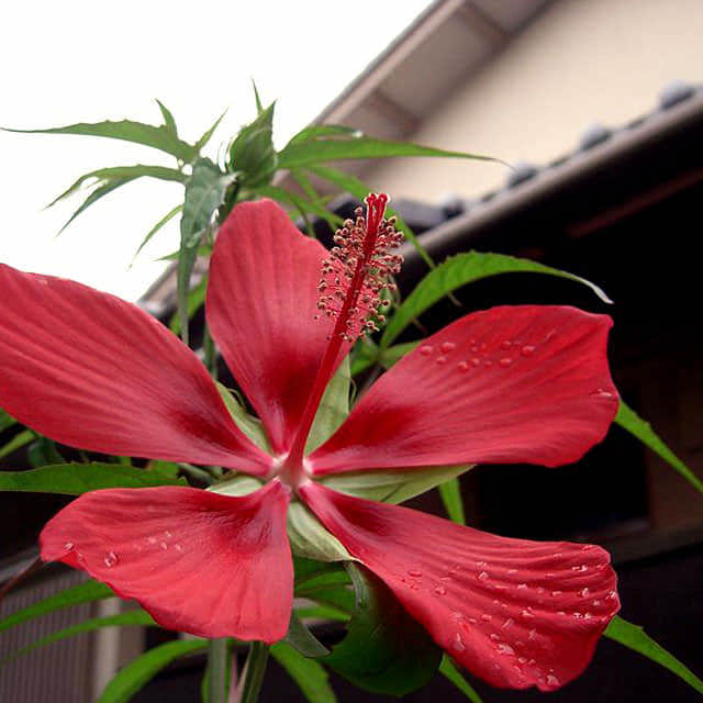 Hibiscus coccineus