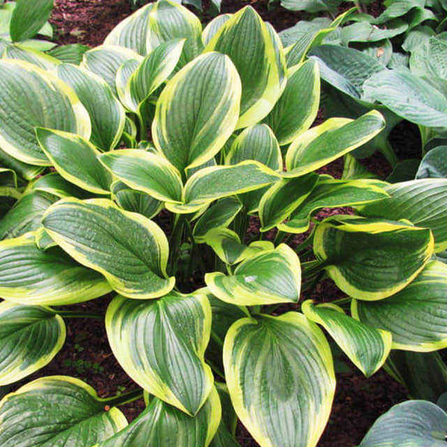 Hosta opipara White Powder