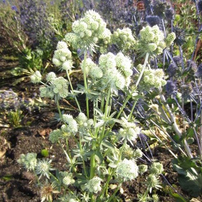 Eryngium Magical White Falls