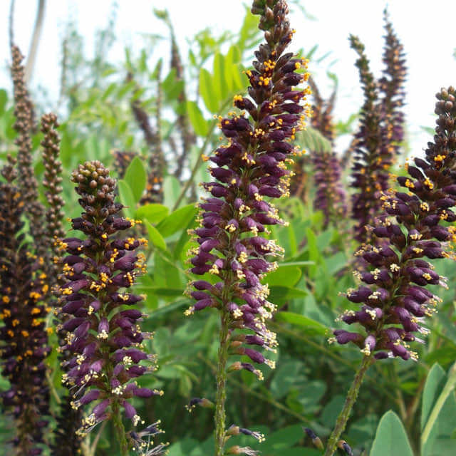 Amorpha fruticosa