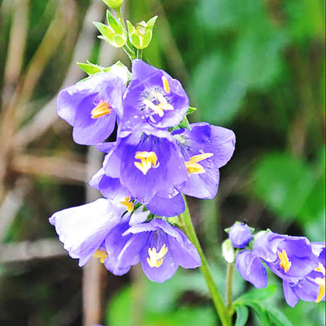 Polemonium caeruleum