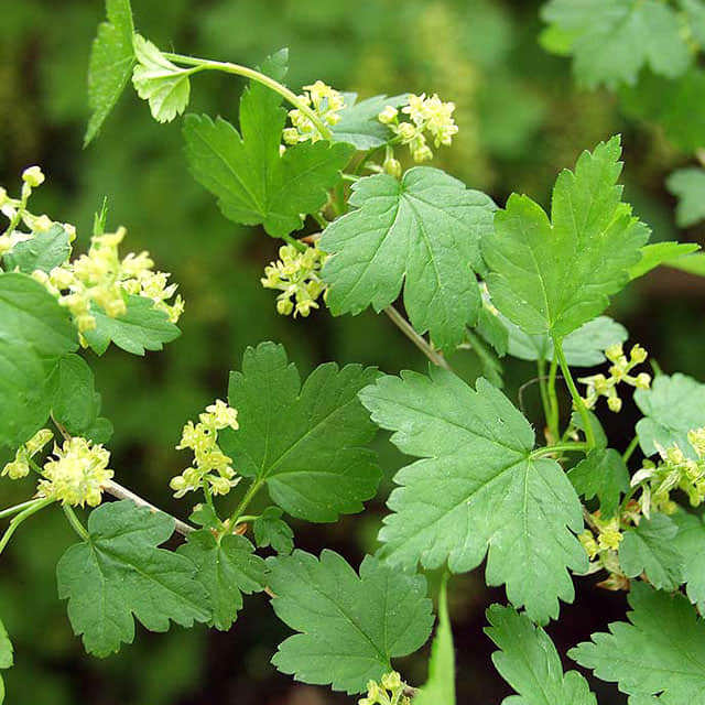 Ribes alpinum