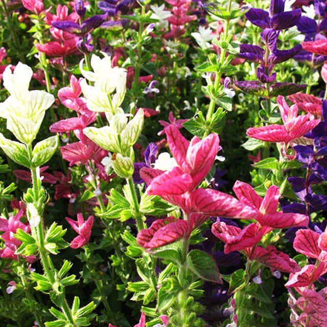 Salvia viridis