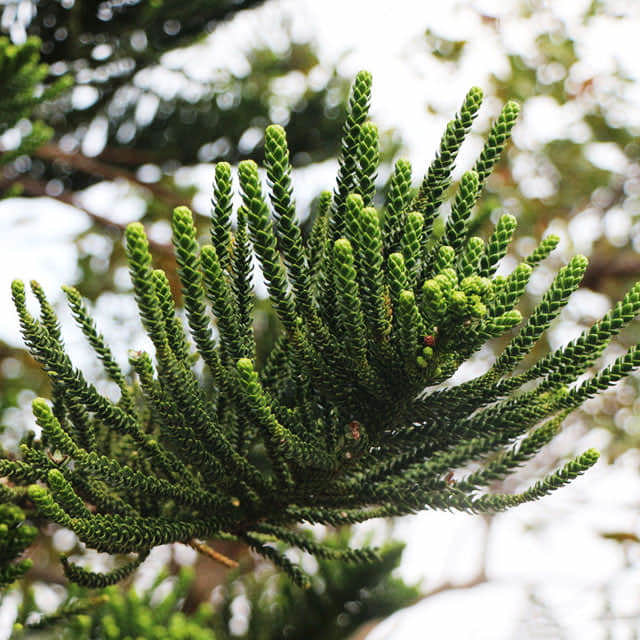 Thuja orientalis