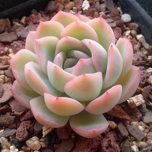 Echeveria Hanatsukiyo Fine Webbing