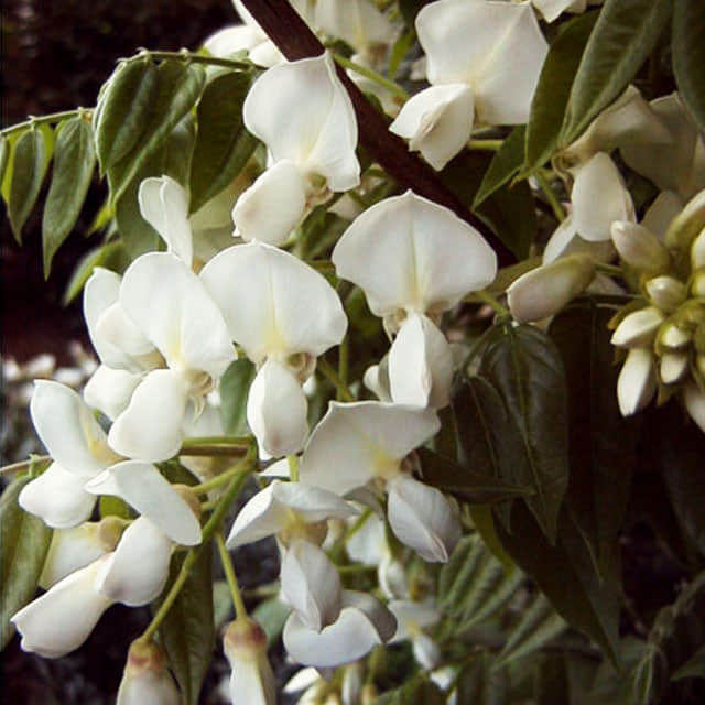 Wisteria venusta