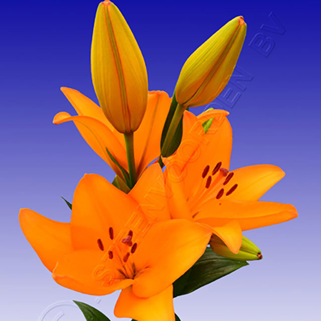Lilium hybrid Herenica White Powder