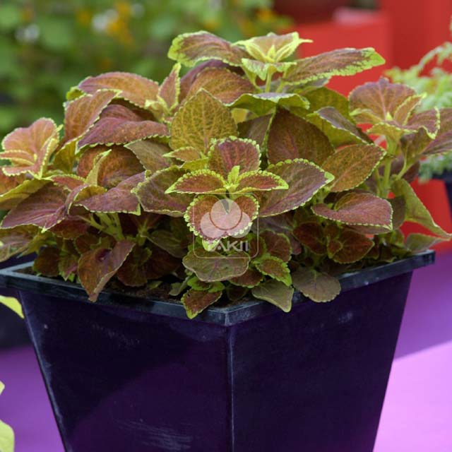 Coleus Rustic Red