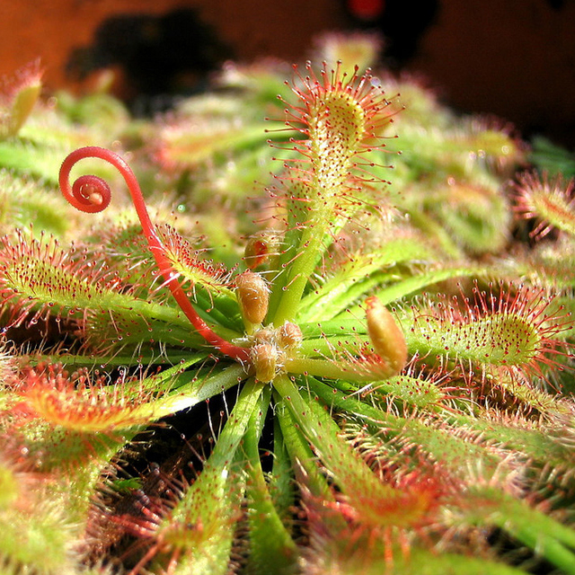Drosera spatulata