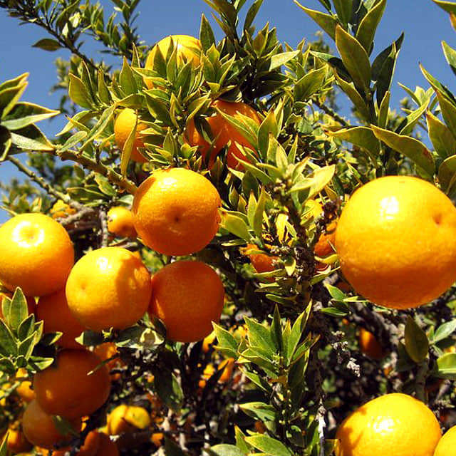 Citrus myrtifolia Leggy Stems