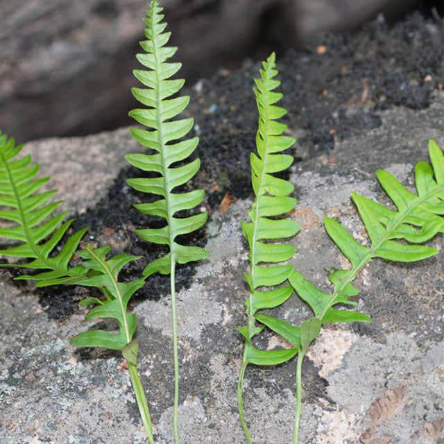 Polypodium californicum