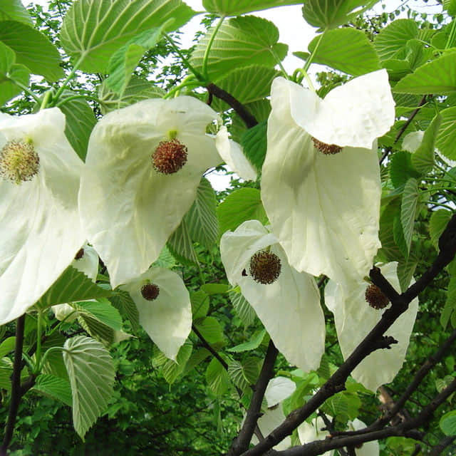 Davidia involucrata