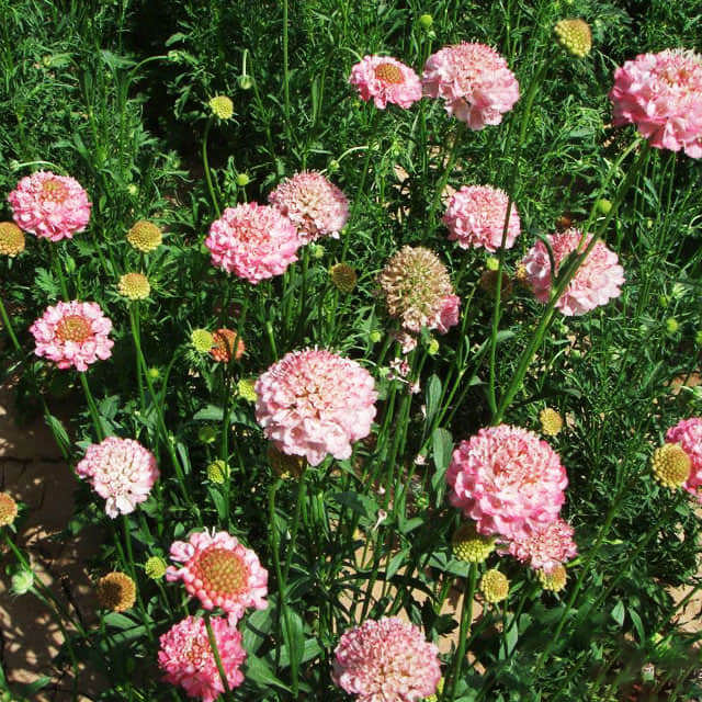 Scabiosa atropurpurea