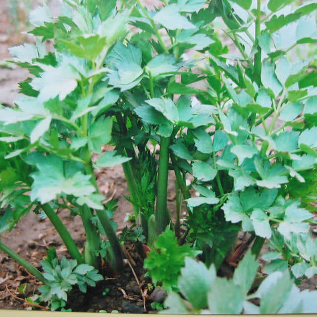Levisticum officinale