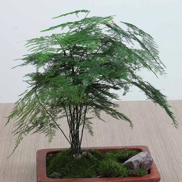Asparagus setaceus
