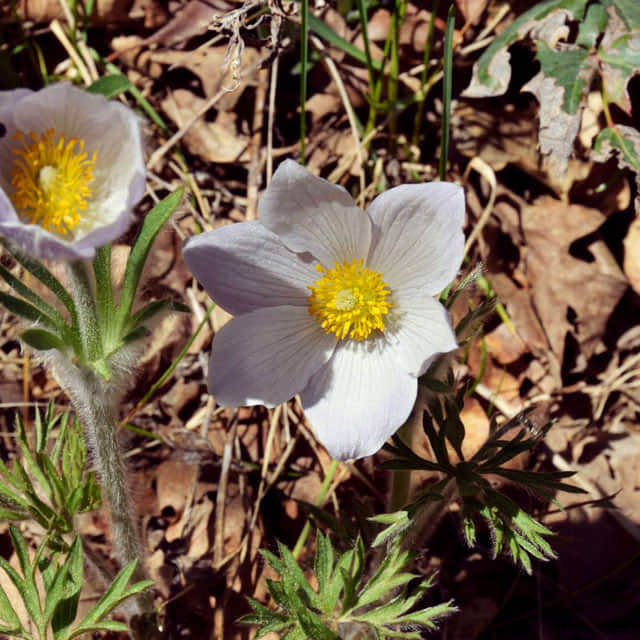 Pulsatilla patens Alba