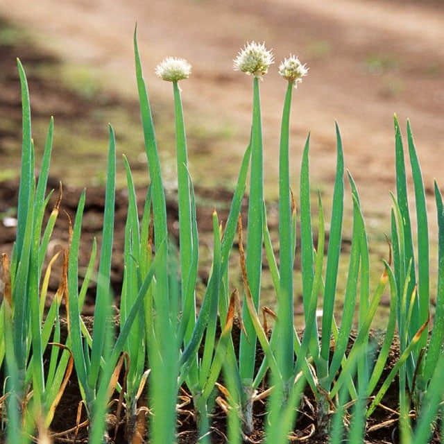 Allium oschaninii