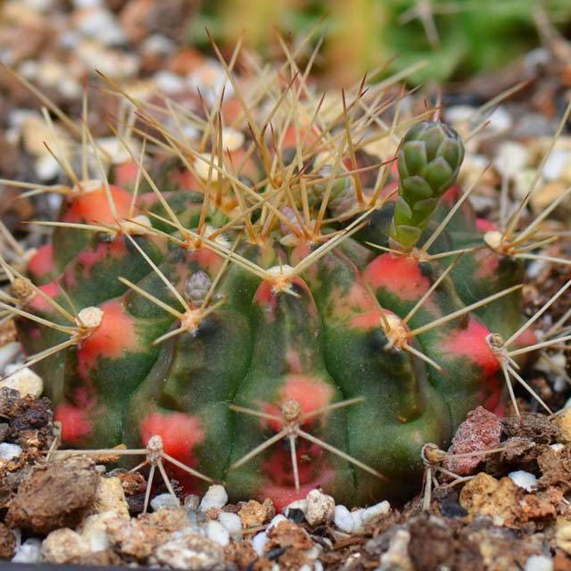 Ariocarpus trigonus minor