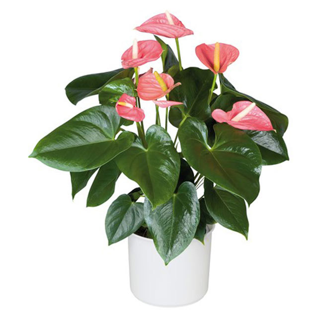 Anthurium andraeanum Alabama Pink