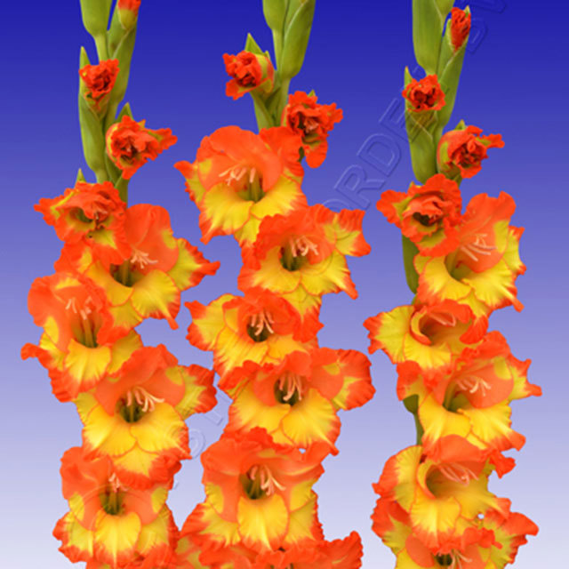 Gladiolus Princess Margaret Rose