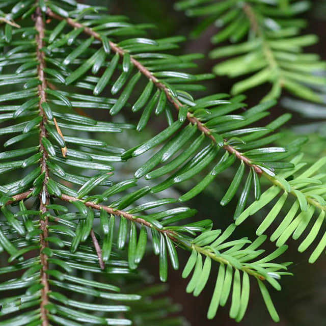 Tsuga chinensis