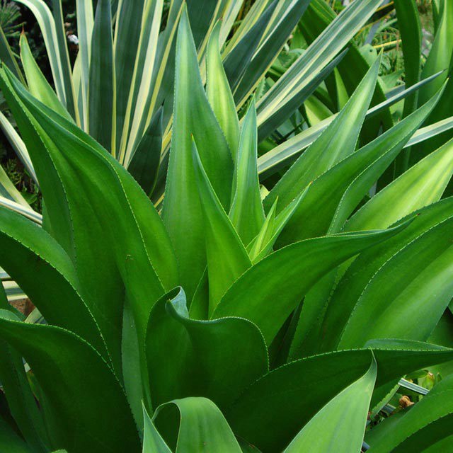 Agave americana