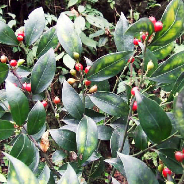 Sarcococca hookeriana