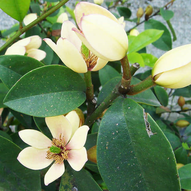Michelia yunnanensis