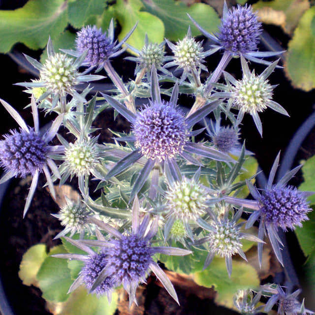 Eryngium planum