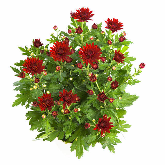 Dendranthema grandiflorum Red Crystal