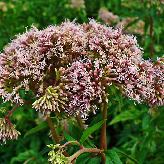 Eupatorium cannabinum Caduta delle foglie