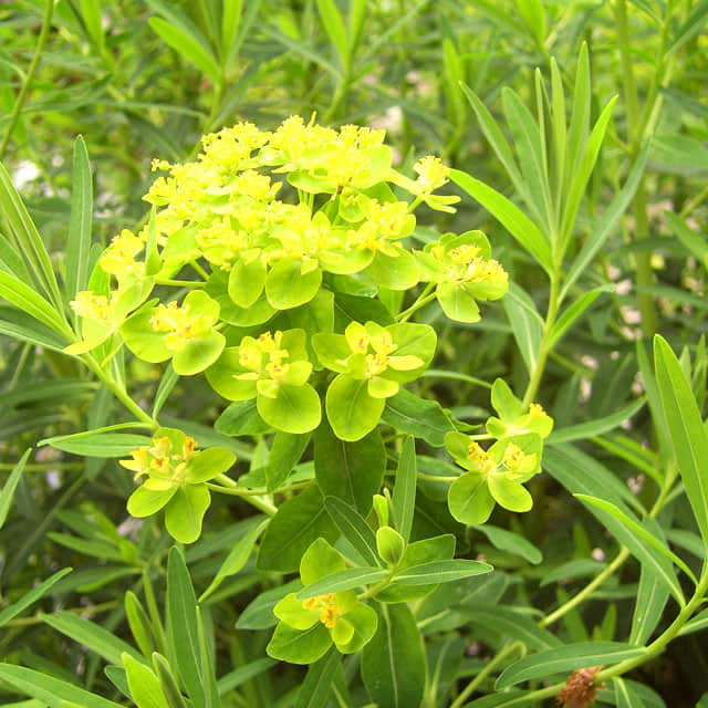 Euphorbia palustris