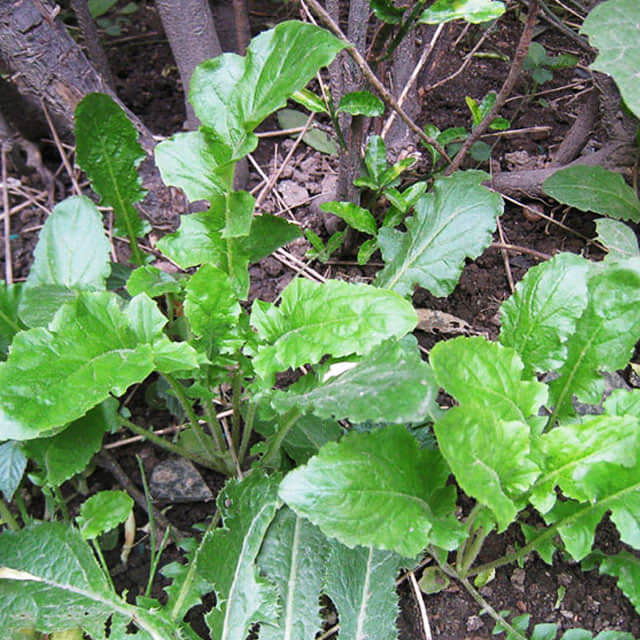 Rheum rhabarbarum