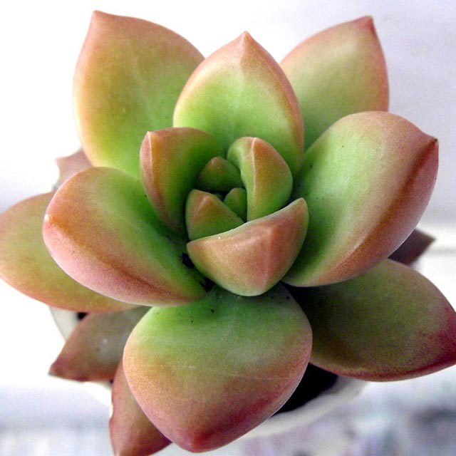 Sedum adolphii