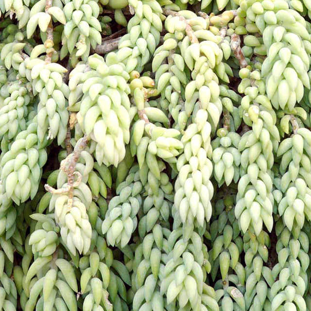 Sedum morganianum