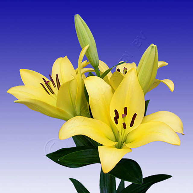 Lilium LA Hybride Rodin