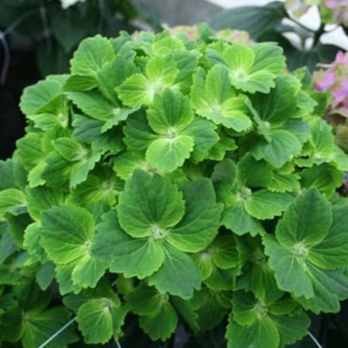 Hydrangea macrophylla Magical Rhapsody Sudden Leaf Drop