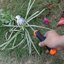 SIXCAR Professional 4-Tooth Garden Weed Remover Tool with Ergonomic Rubber Handle 5
