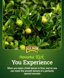 FoxFarm Happy Frog Citrus and Avocado Fertilizer - OMRI Listed Organic Slow-Release Nitrogen, Calcium & Sulfur Plant Food - 4 lb (Pack of 2) 3