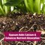 Back to the Roots Organic Blood Meal with Gypsum, 3lb (Pack of 4) - Nitrogen Rich Plant Fertilizer 6
