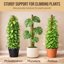 Craft911 Bendable Moss Pole for Monstera & Climbing Plants - 2 Pack 30 Inch Coco Coir Plant Support Stakes 4