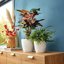 Lechuza Classico Color 21 White Self-Watering Small Round Planter 8.3" 6