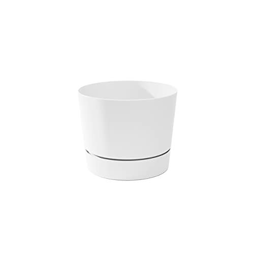 Root & Vessel Majestic Low Profile White 6.5"