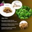 GebEarth Sfagno Cileno in Fibre - Substrato Naturale per Orchidee, Bonsai e Piante Carnivore - 150g 4